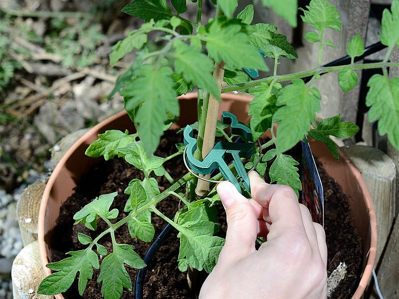 Royal Gardineer Rankhilfe:2 Pflanzenbefestigungs-Sets Mit Pflanzenclips, XXL-Pack, Je 71-teilig 2 Royal Gardineer Rankhilfe:2 Pflanzenbefestigungs-Sets Mit Pflanzenclips, XXL-Pack, Je 71-teilig – Bild 2