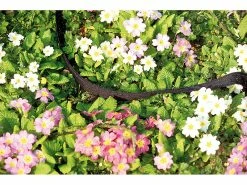 Royal Gardineer Gartenschläuche:Perlschlauch "Eco" 12m 4er-Pack -Haushalt Verkäufe pe6596 2